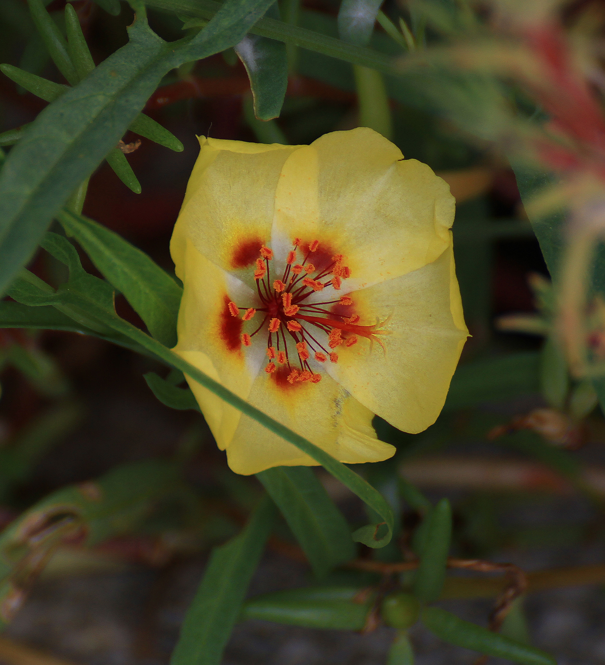 大花马齿苋,俗称死不了