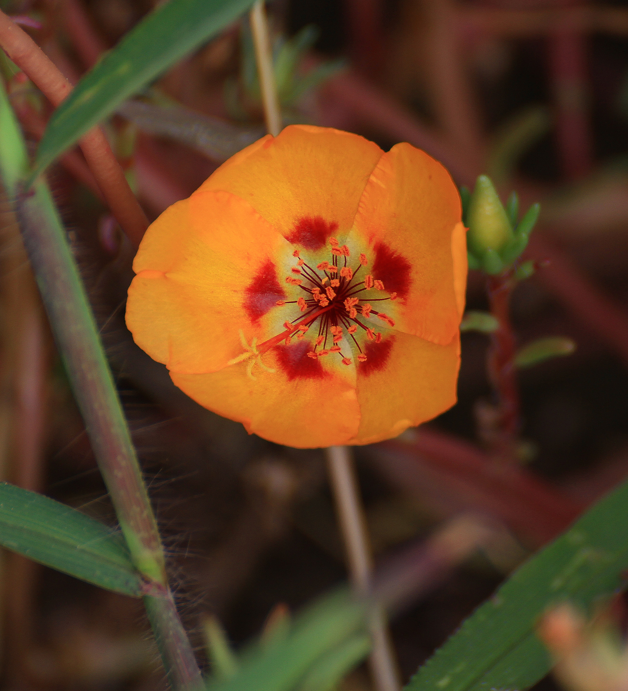 大花马齿苋,俗称死不了