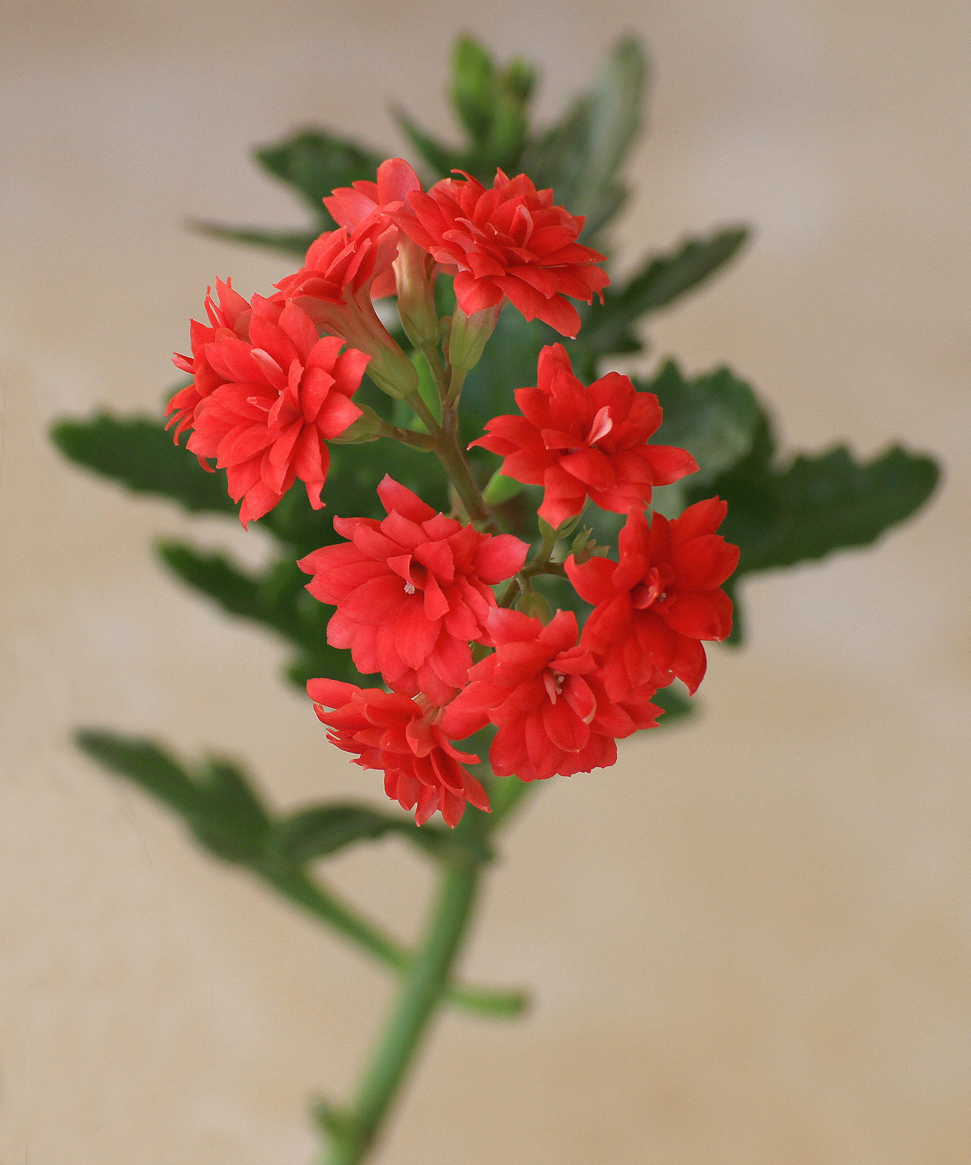 长寿花花开进行时