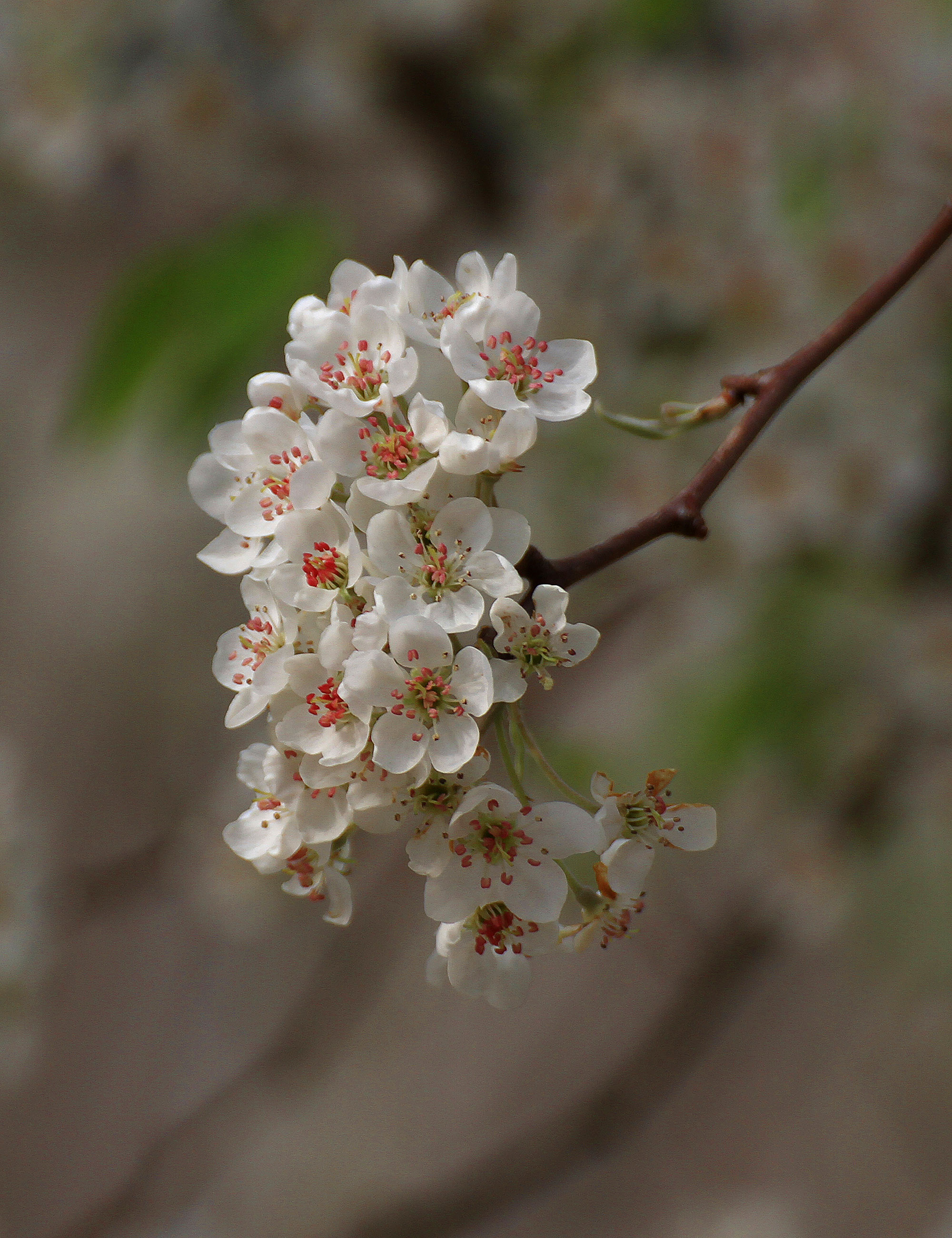 棠梨花,爱美的梨花