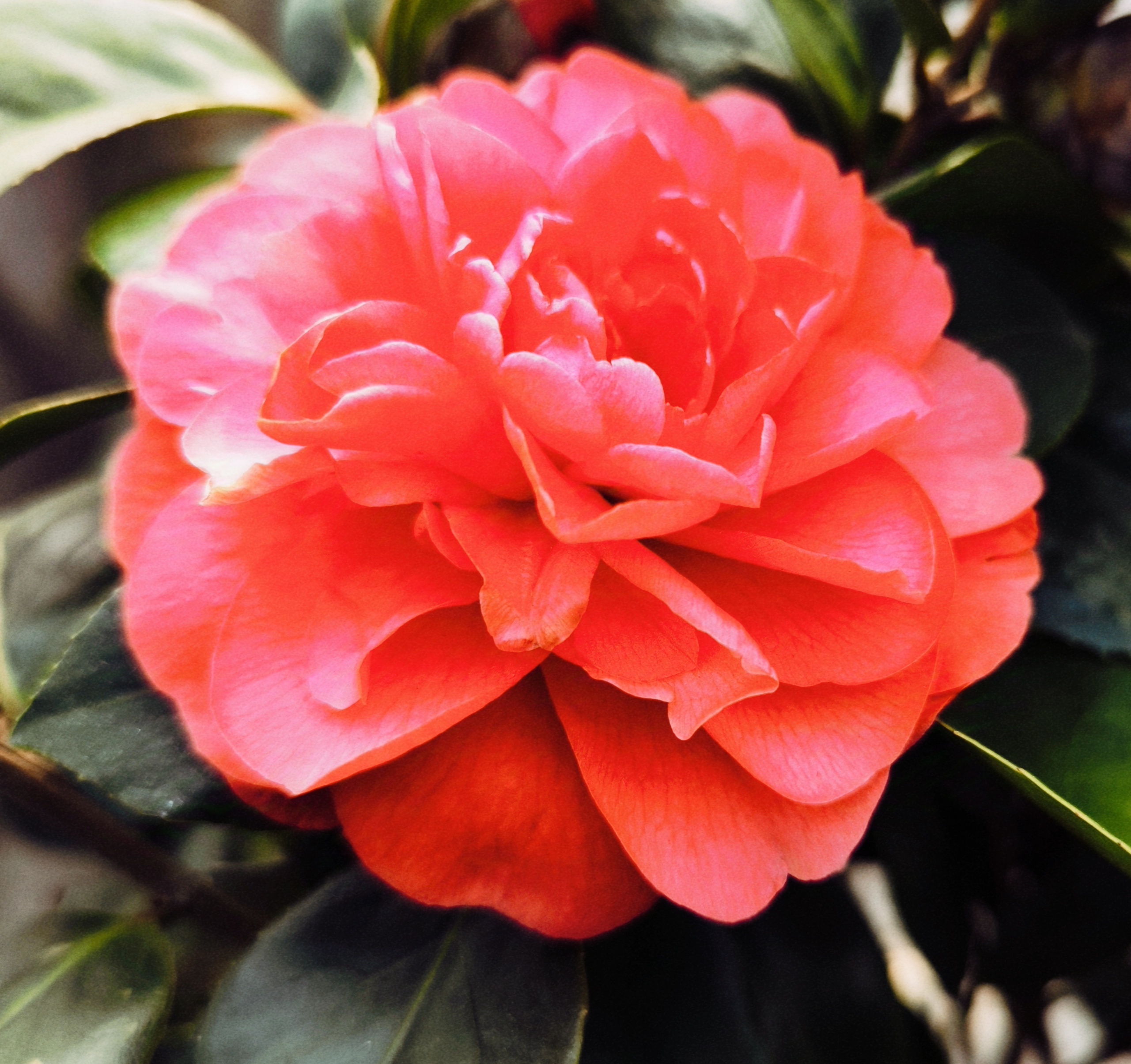 红山茶花语 红色山茶花,浓烈的色彩,给人一种炙热的感觉,代表着热烈的