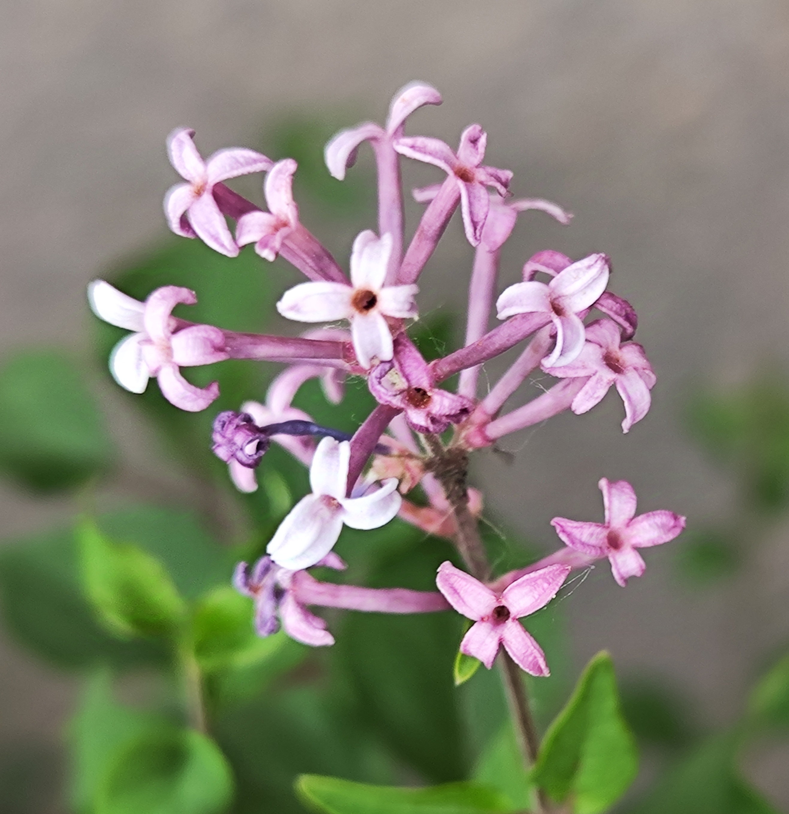 淡紫色的丁香花花型独特小巧别致色彩淡雅象征纯真无邪的心灵