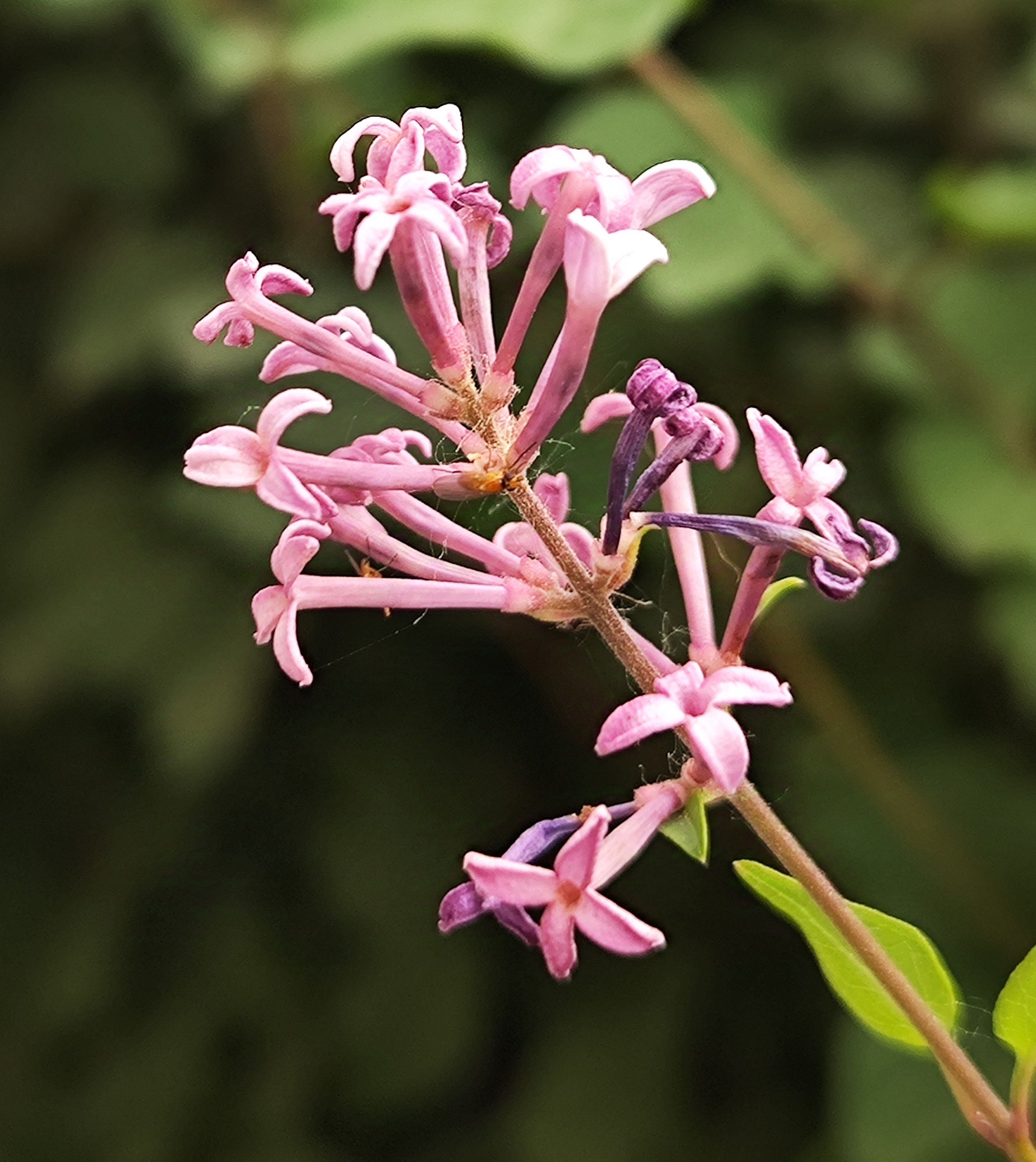 淡紫色的丁香花花型独特小巧别致色彩淡雅象征纯真无邪的心灵