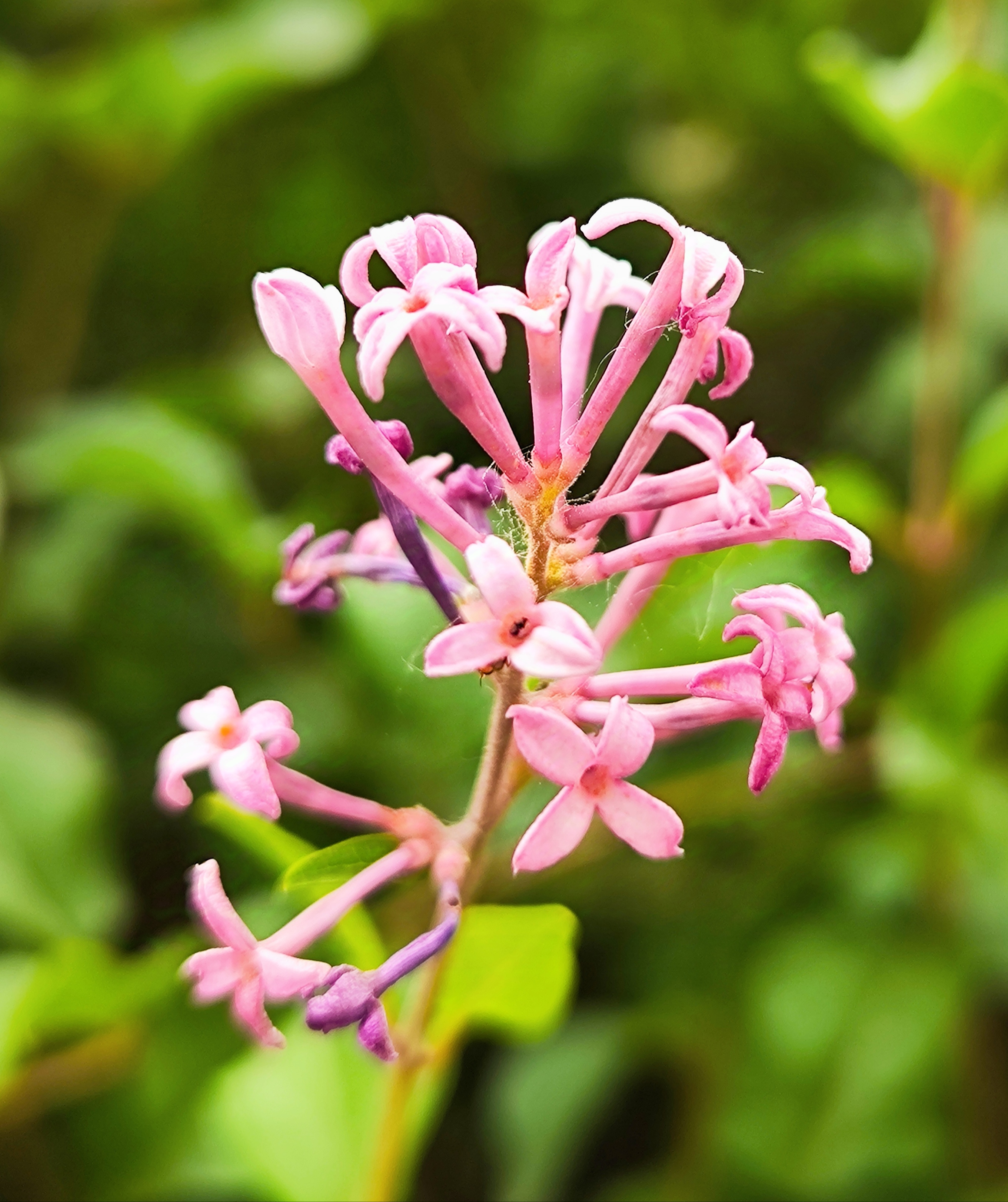 一朵小小的丁香花一般有4个花瓣偶尔也有3瓣5瓣的据说找到5
