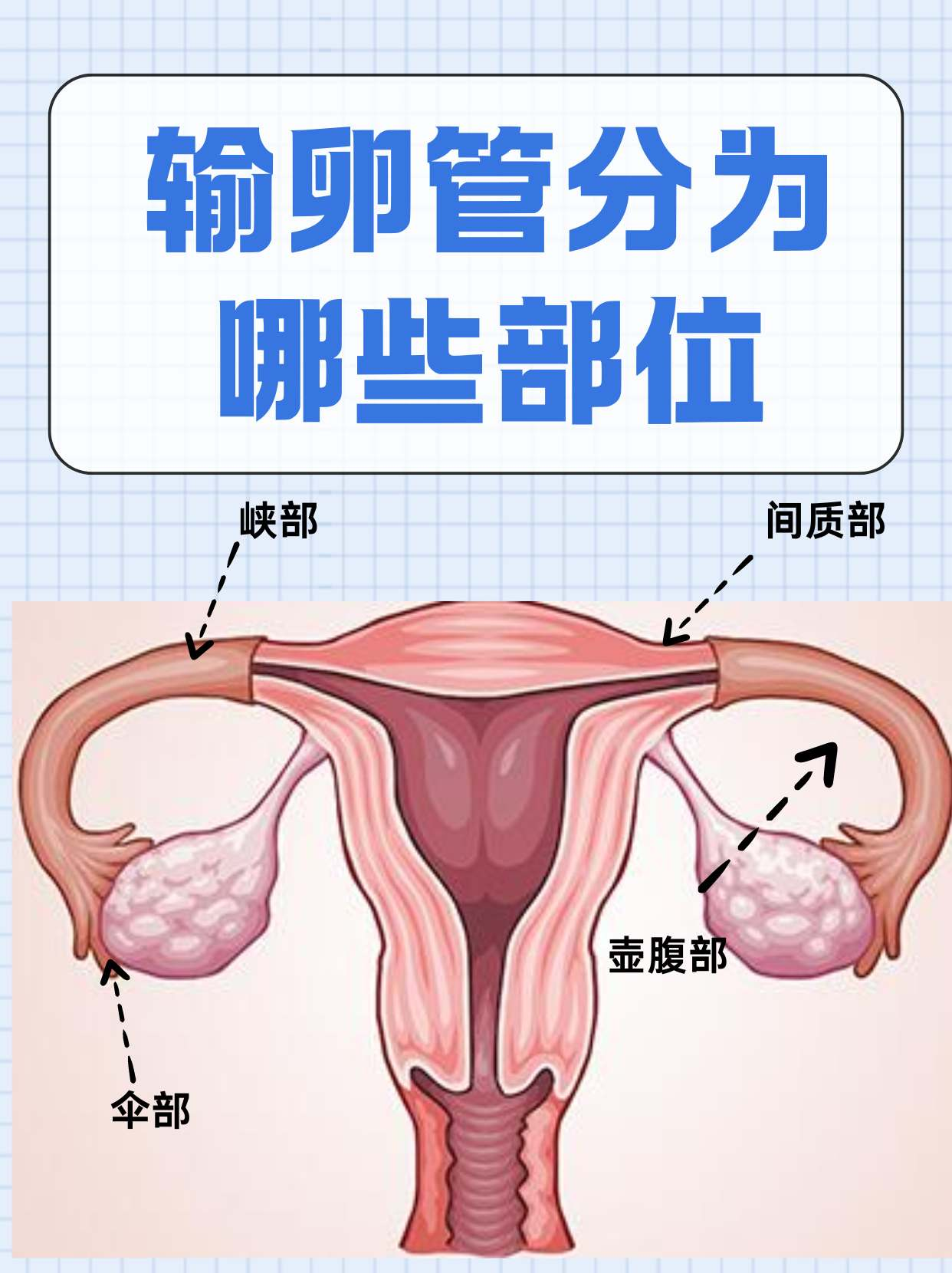 输卵管形状介绍图图片