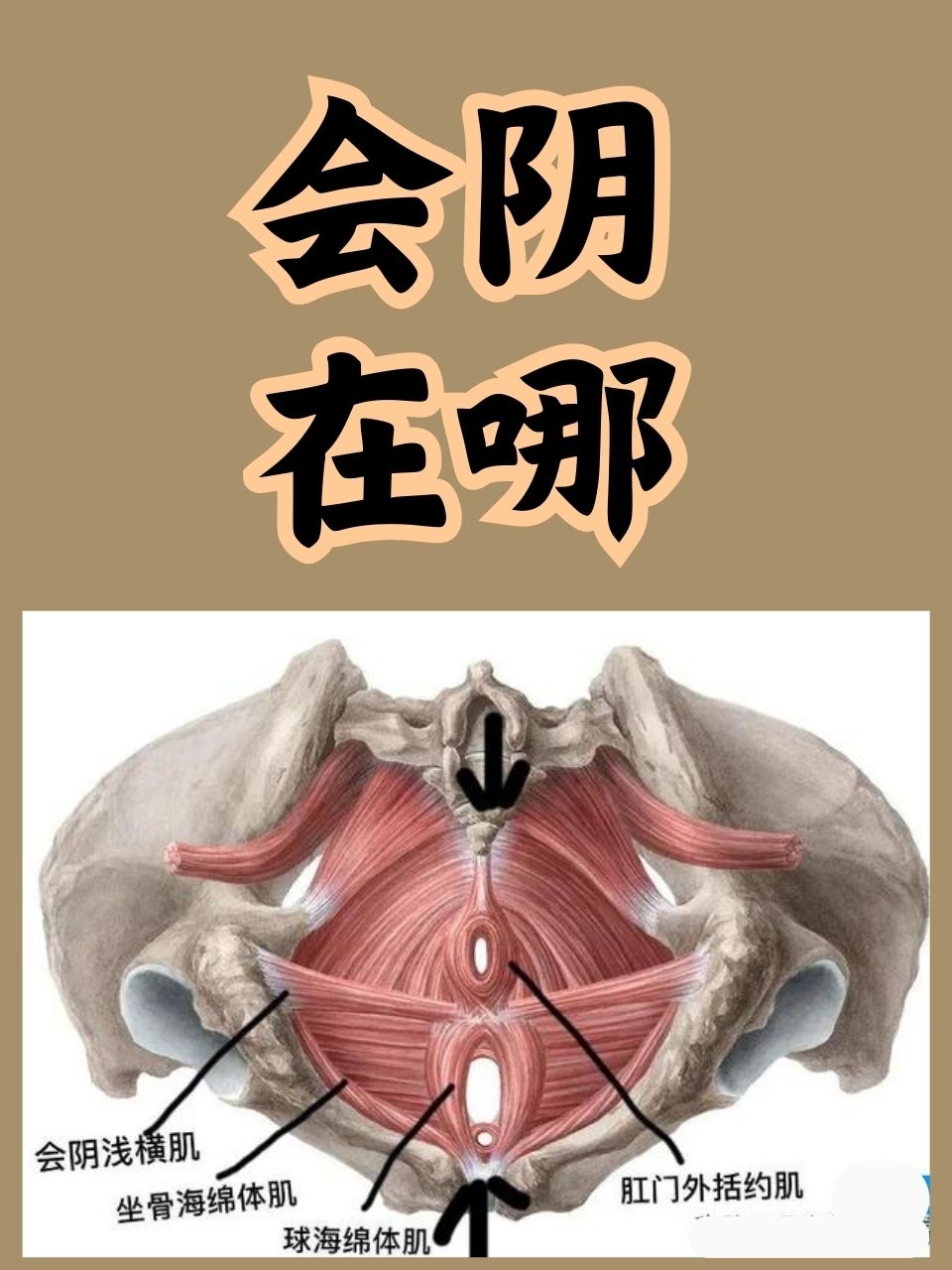 肛门与阴囊长硬包图片图片