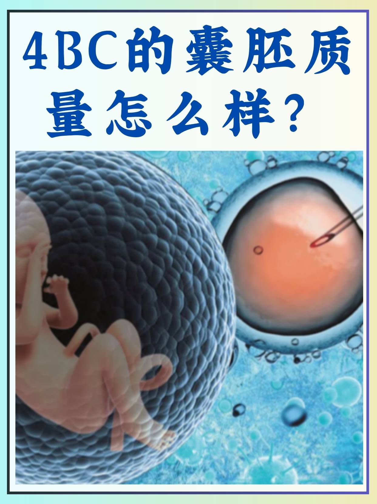 囊胚移植是什么意思(囊胚移植是什么意思图片)  第2张