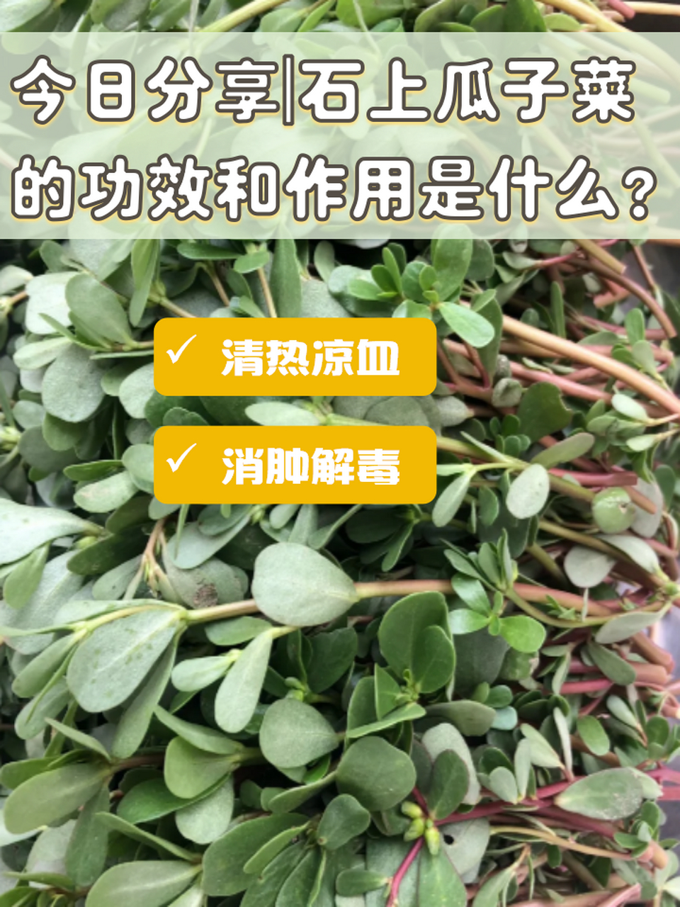 今日分享|石上瓜子菜的功效和作用是什么?