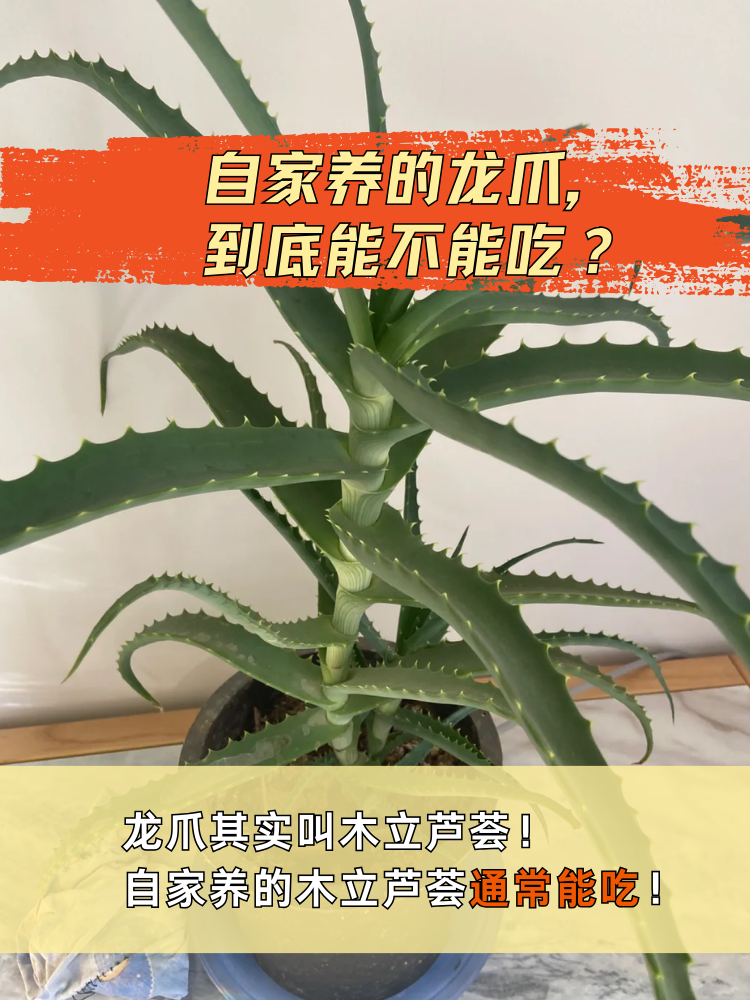 木立芦荟 吃法图片