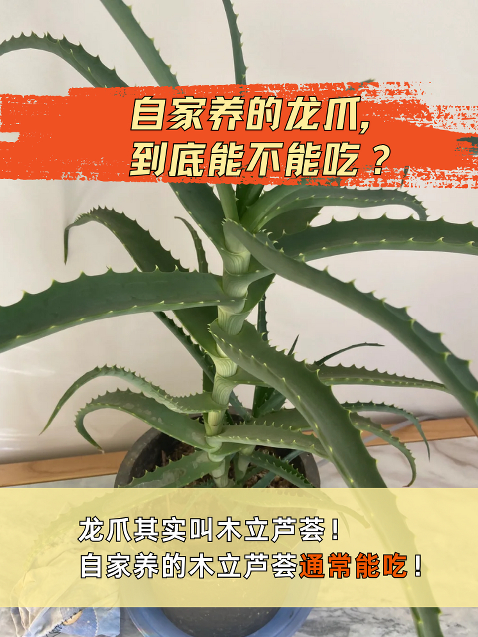 龙爪芦荟的功效与作用图片