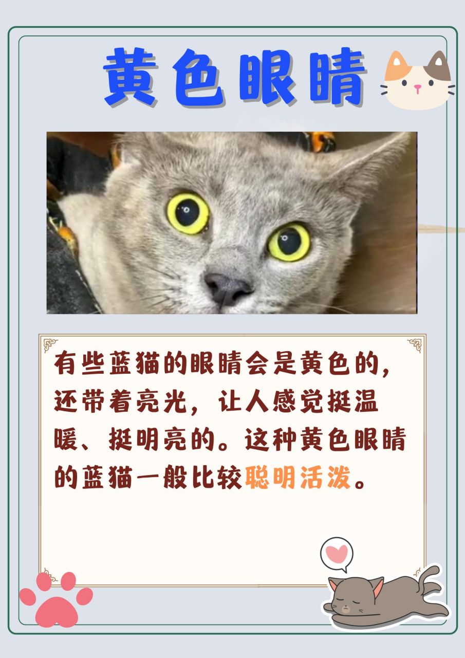 蓝猫眼睛的颜色有几种  93蓝猫眼睛的颜色真的很奇妙!