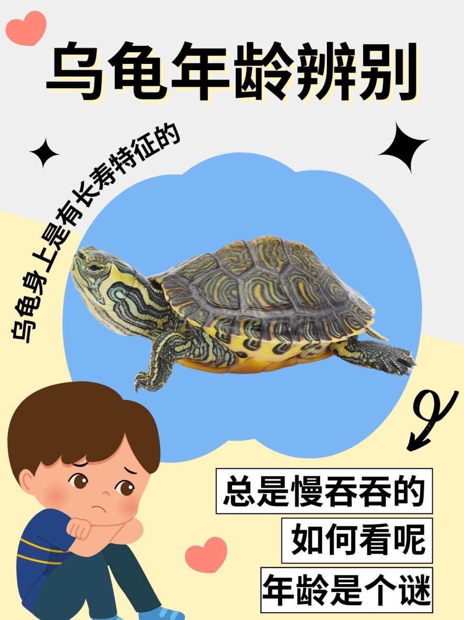 教你如何辨别乌龟年龄98  养龟的朋友们都知道,乌龟的寿命是很长的