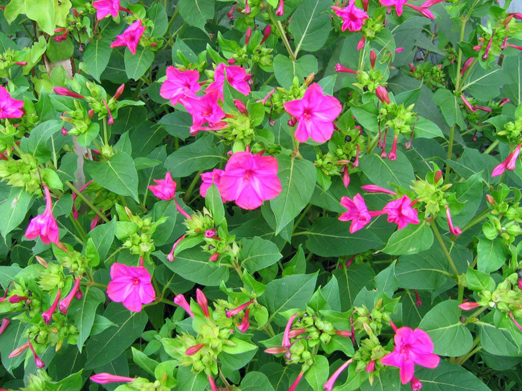 月见草,别名山芝麻,夜来香.