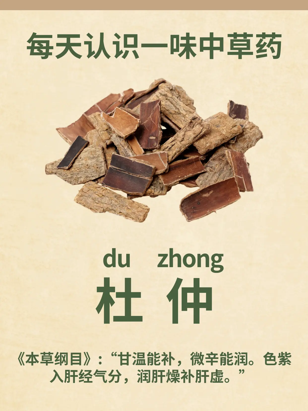 每天认识一味中草药杜仲 中药材杜仲是杜仲科植物杜仲的干燥树皮