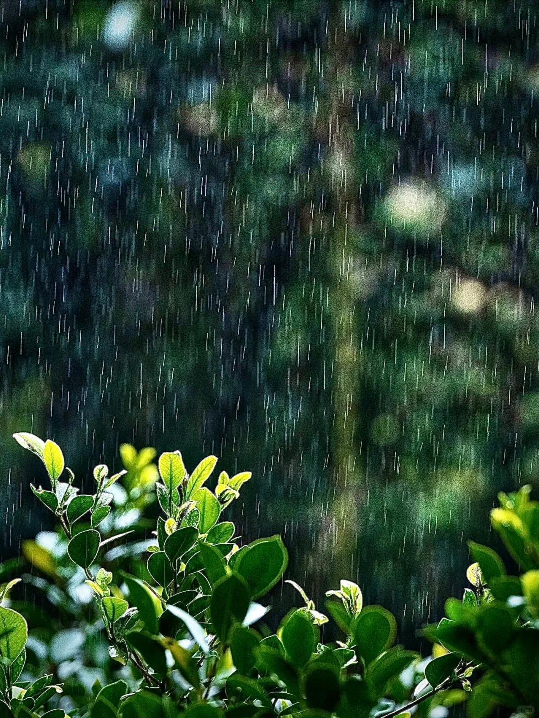 描写下雨时的场景图片