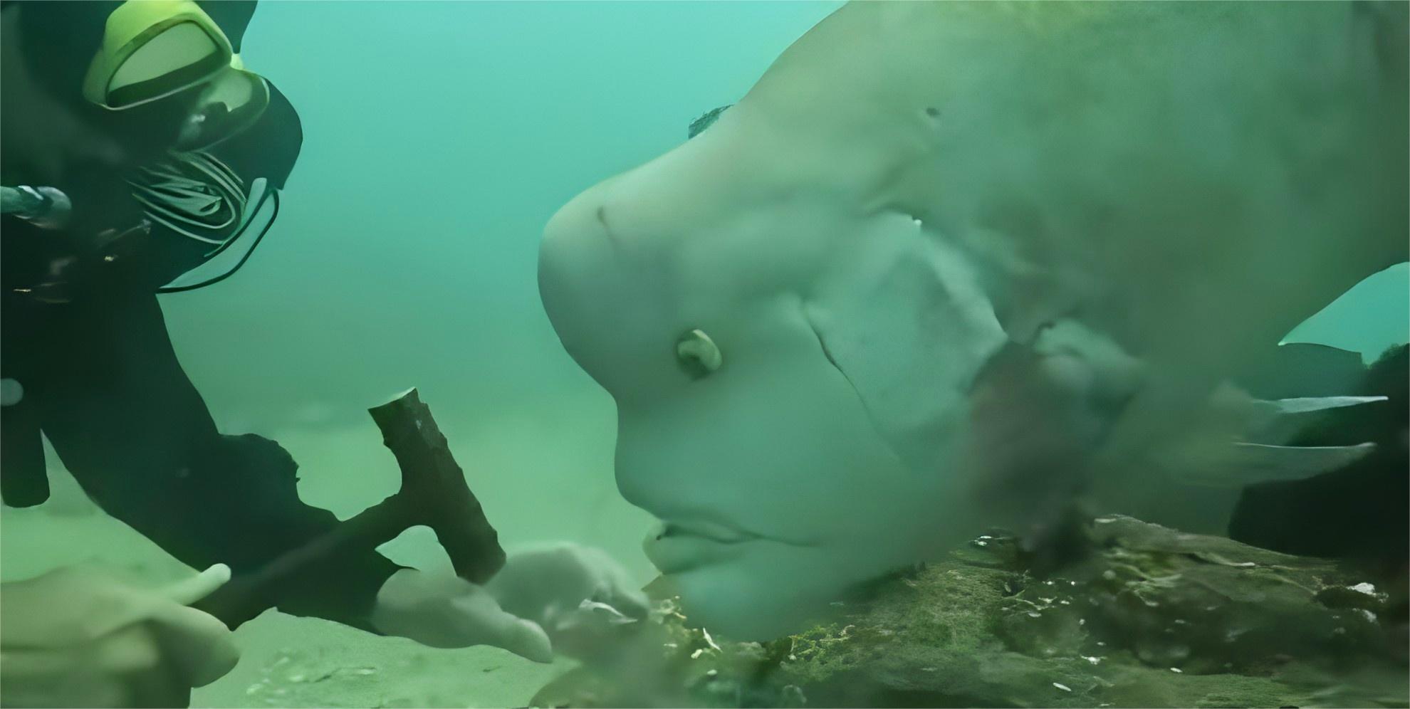 话说这是一条金黄突额隆头鱼,也叫亚洲羊头濑鱼