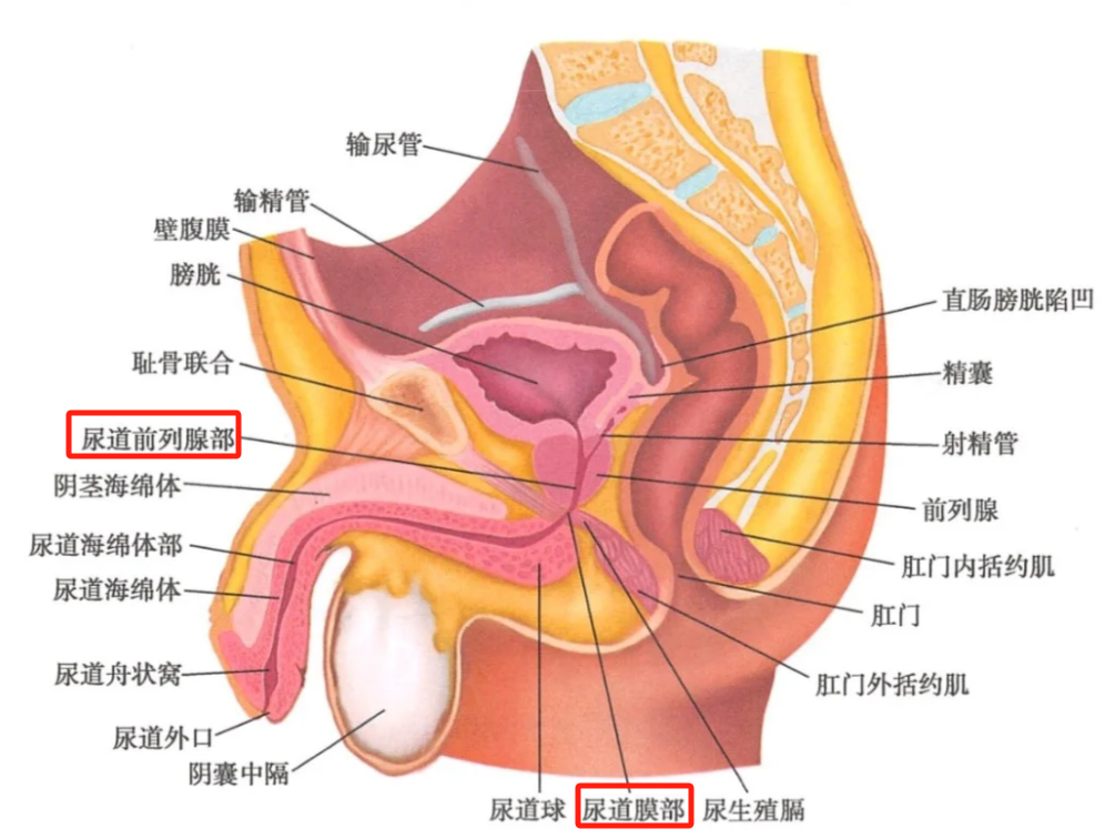 男性尿道全长约15至20厘米,自膀胱颈部起始,终于