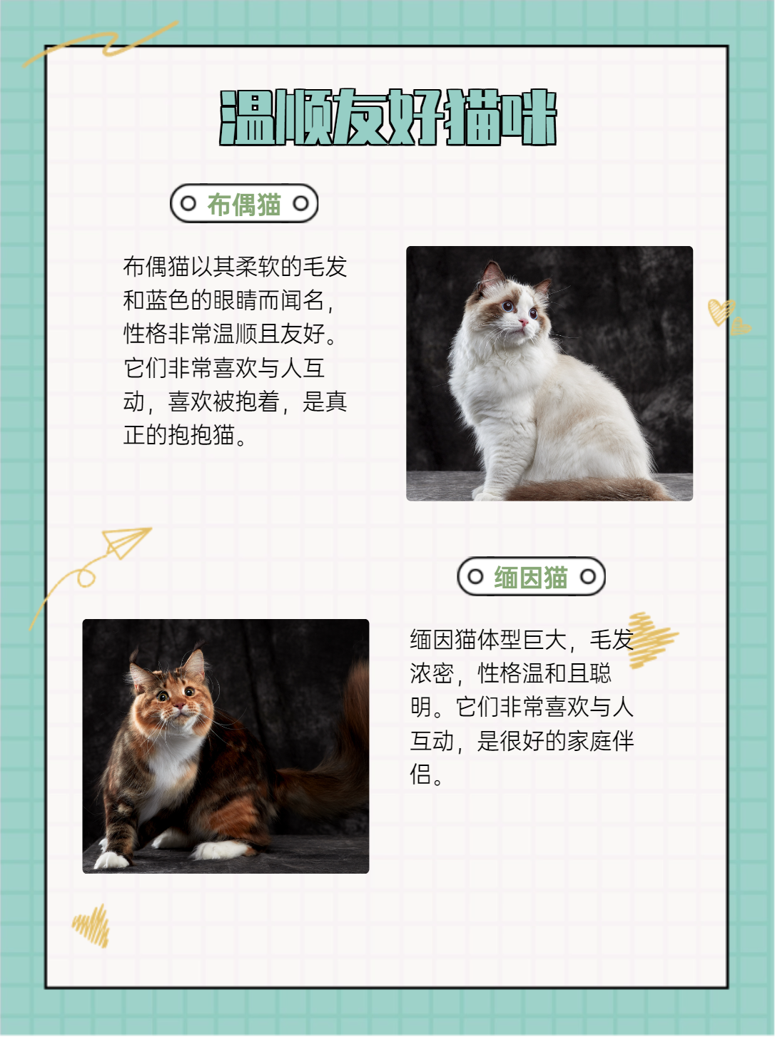 是不是觉得很神奇呢?那就跟着我一起来探索这十大名贵猫咪的世界吧!
