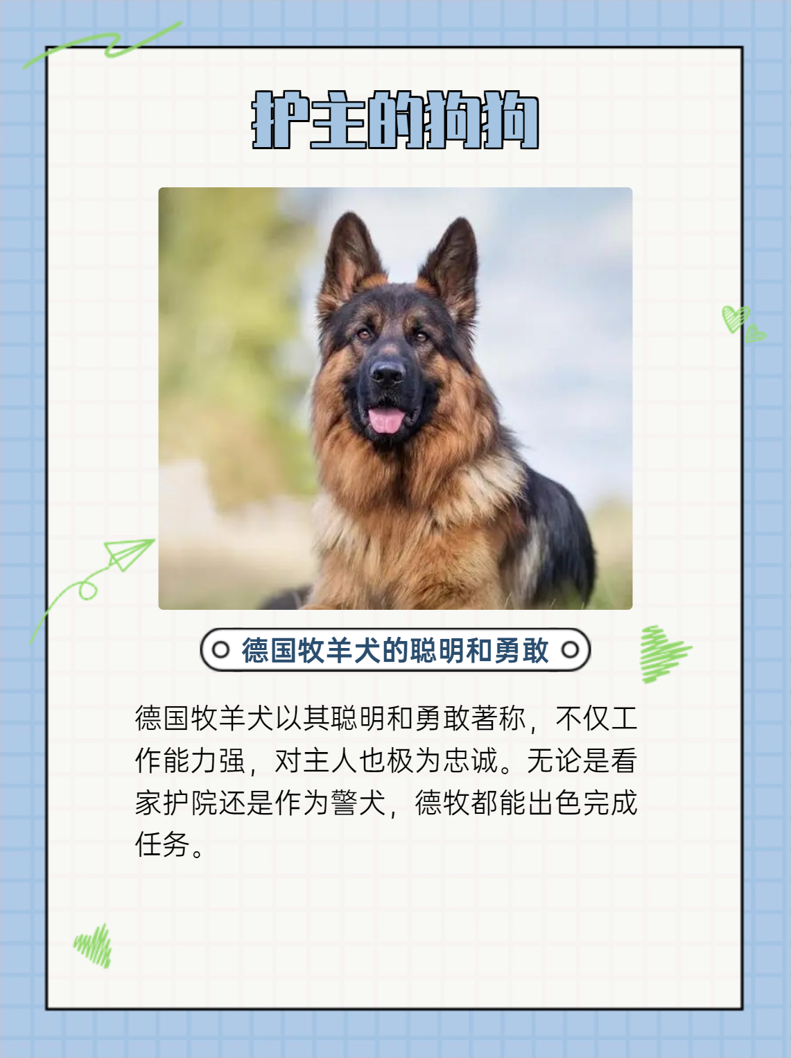 帕拉丁马犬简介图片