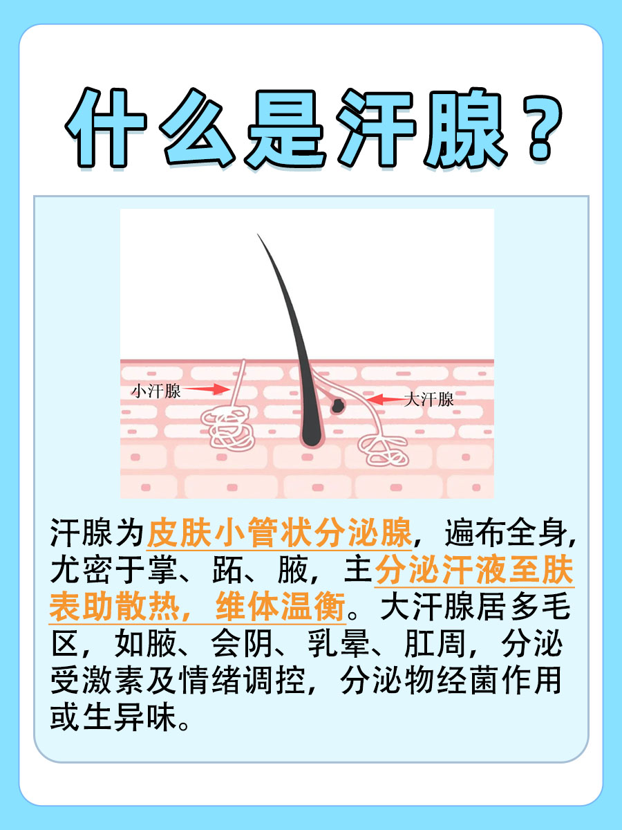 汗腺是皮肤上的小管状结构,主要负责分泌汗