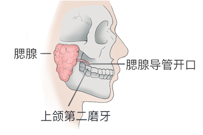 唾液腺是器官吗图片