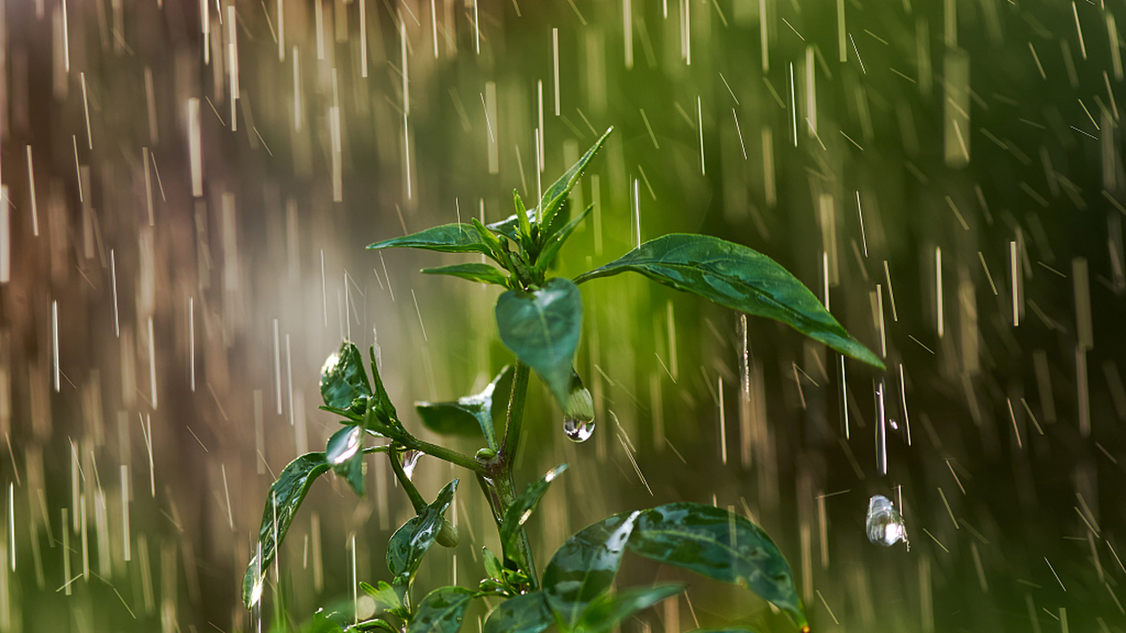 下暴雨图片风景图片