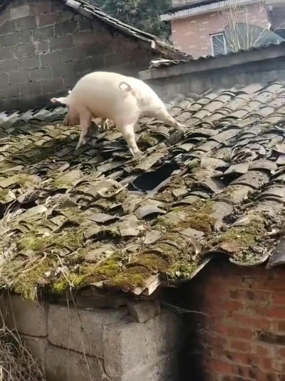 听说过母猪上树,没想到还会上房揭瓦.