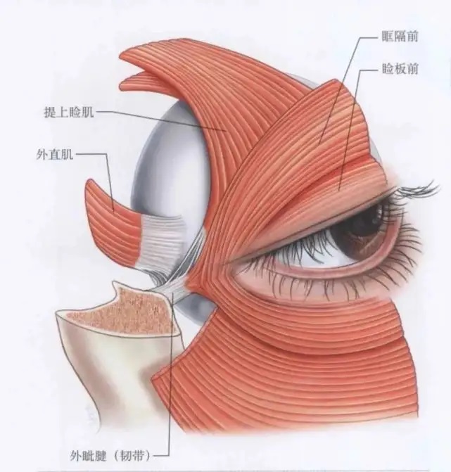 外眦部老化形态下垂