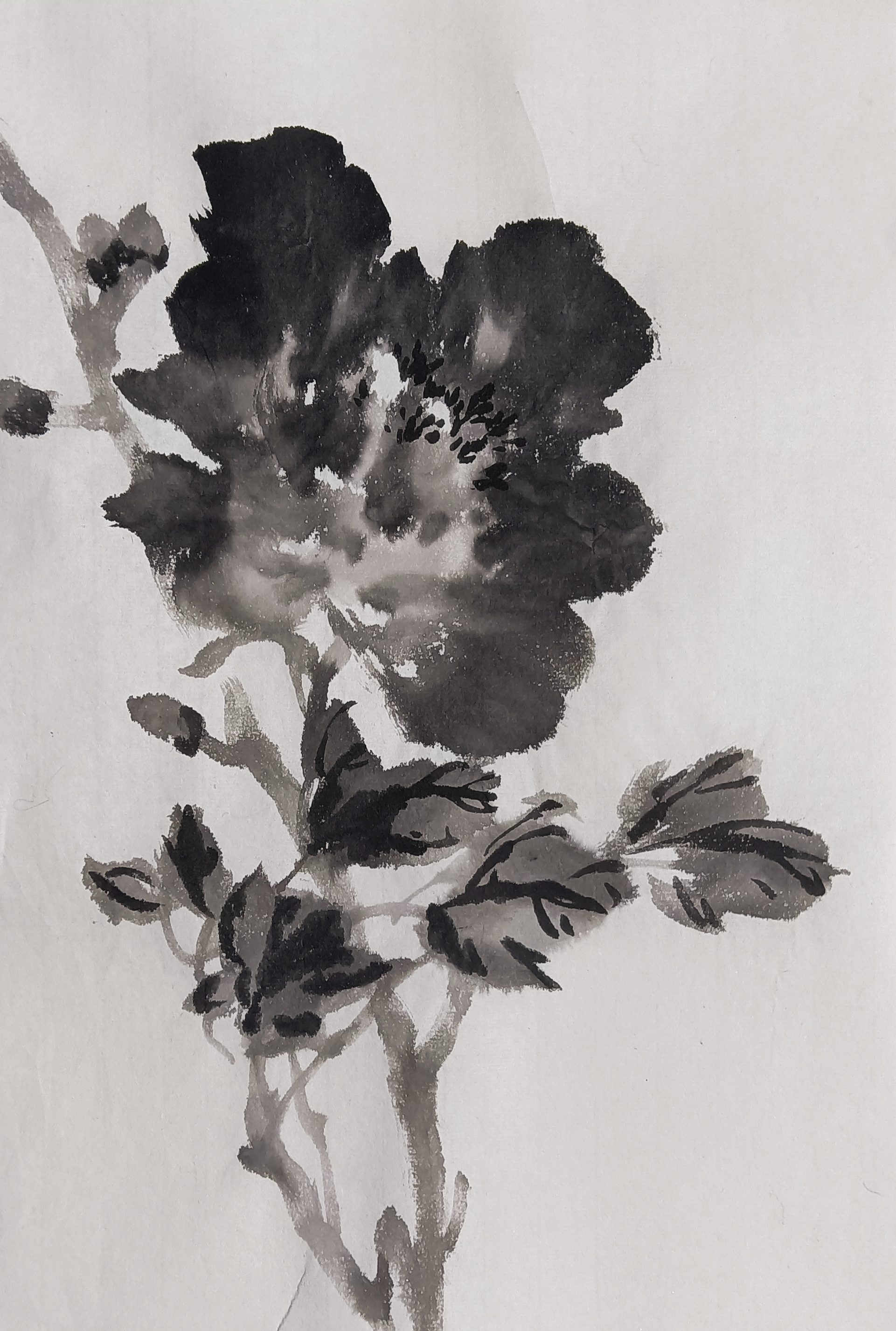 写意墨牡丹两则 对应作画视频请点击我的头像,进入个人主页,在视频/小