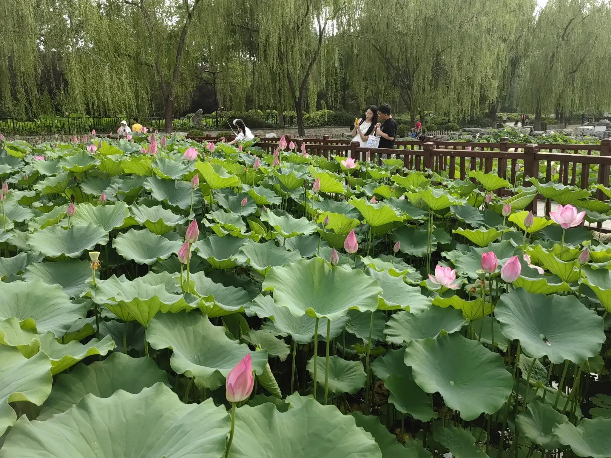 6月28日,2025北京荷花节在莲花池公园如约而至,第25届荷花文化节也拉