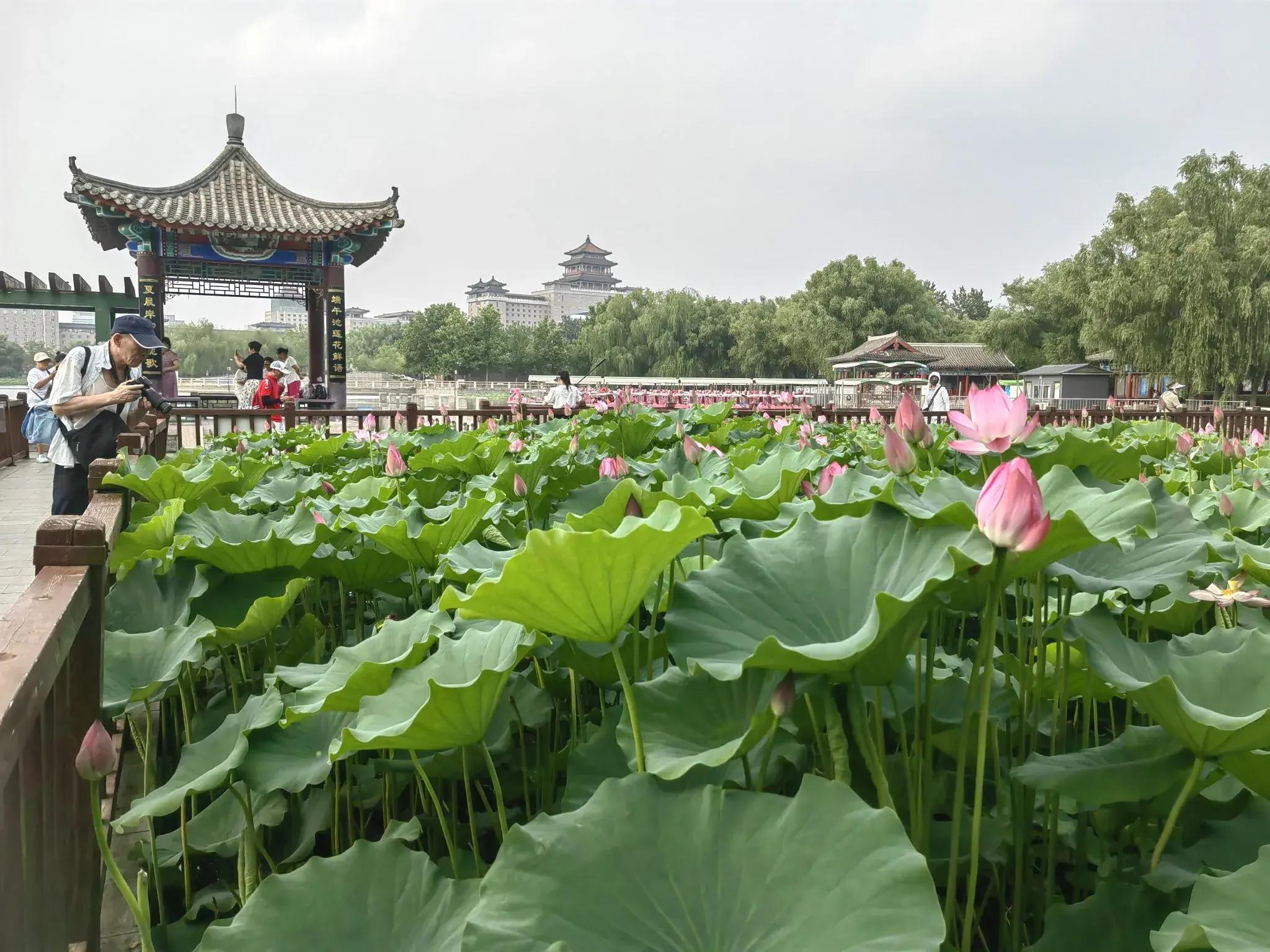6月28日,2025北京荷花节在莲花池公园如约而至,第25届荷花文化节也拉