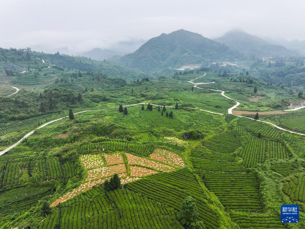 【大山深处的"世界抹茶超级工厂"】地处武陵山脉腹地的贵州省铜仁市