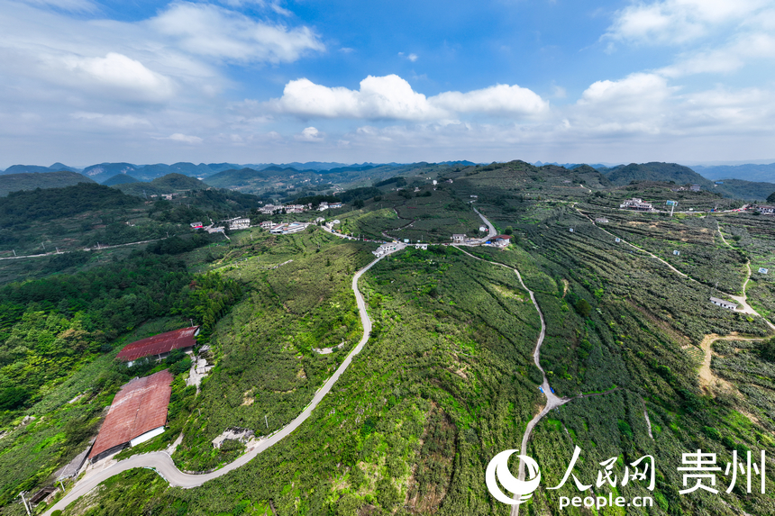 【贵州修文:金秋果飘香 果农采摘忙】近日,贵州省贵阳市修文县谷堡镇