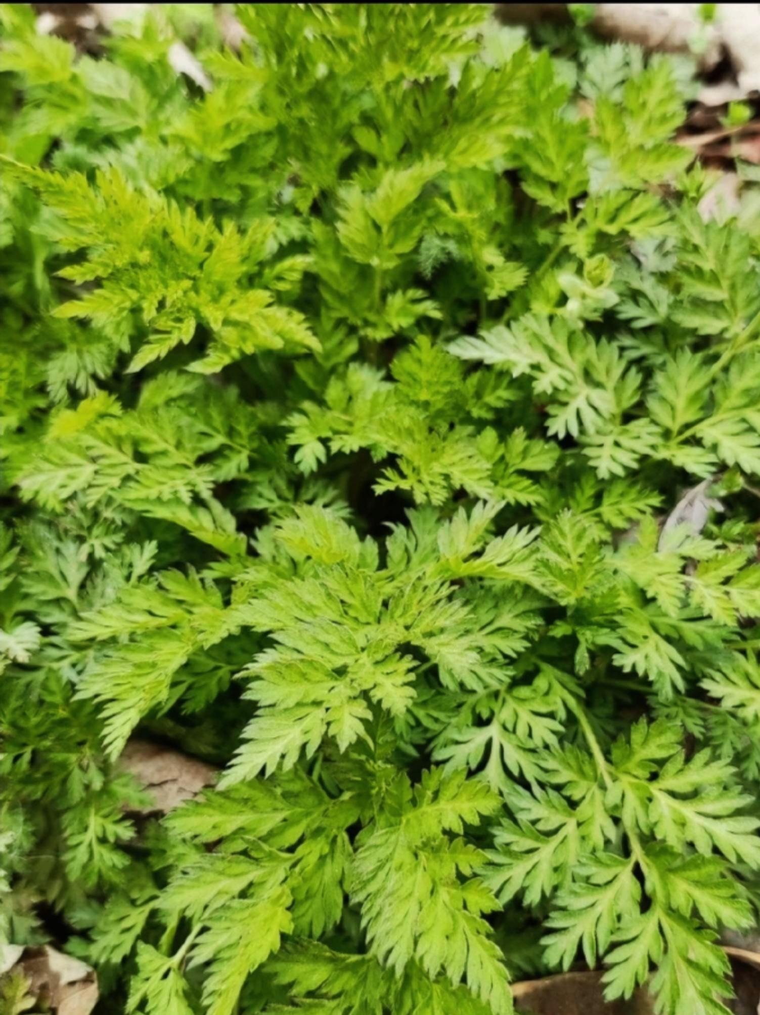 另一条介绍黄鹌菜:"别名还阳草,能止痒