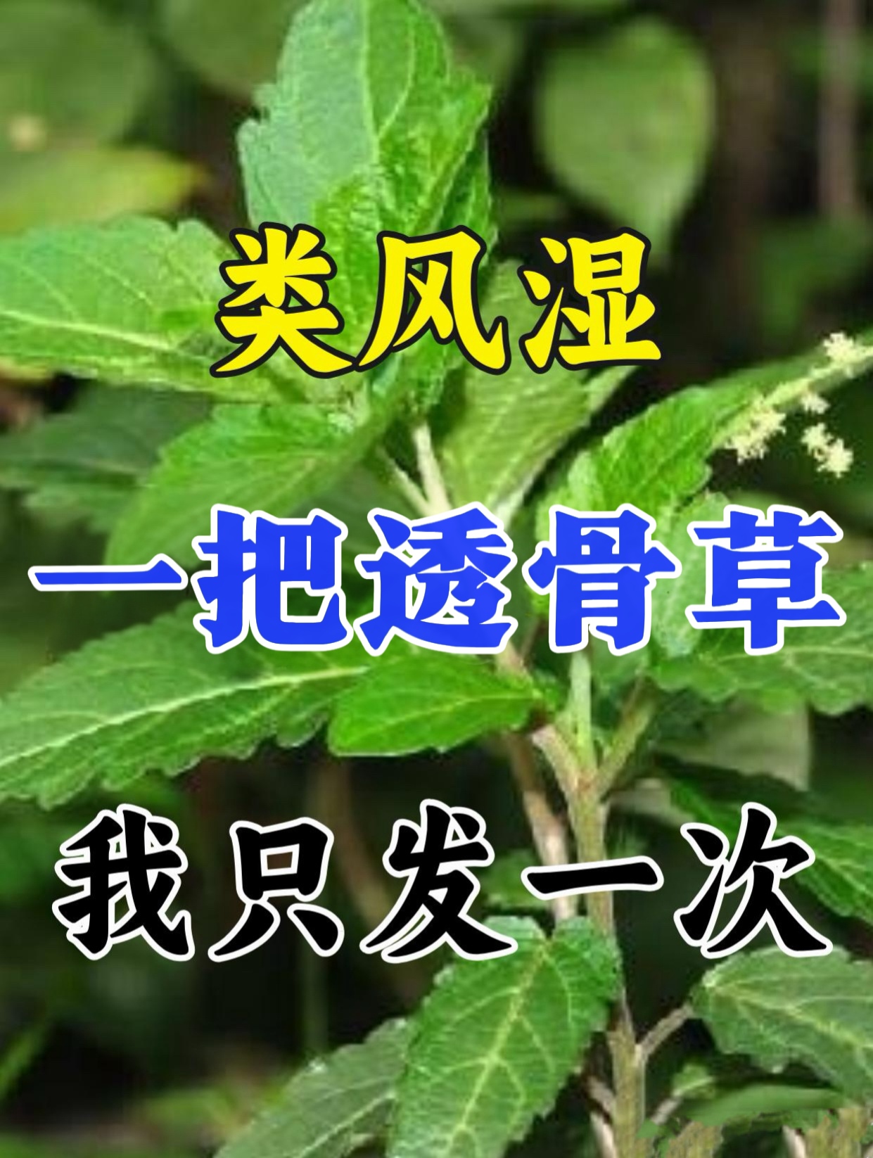 风湿草药图片名称图片