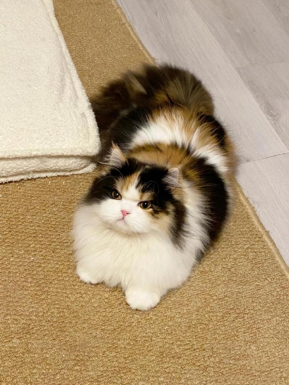 再好看的小猫咪看到了三花猫也得叫一声:漂亮妹妹!