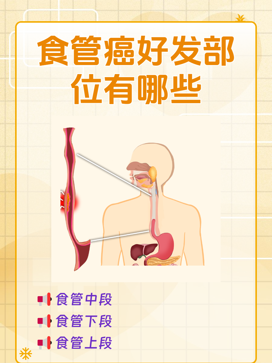 食管有多长图片