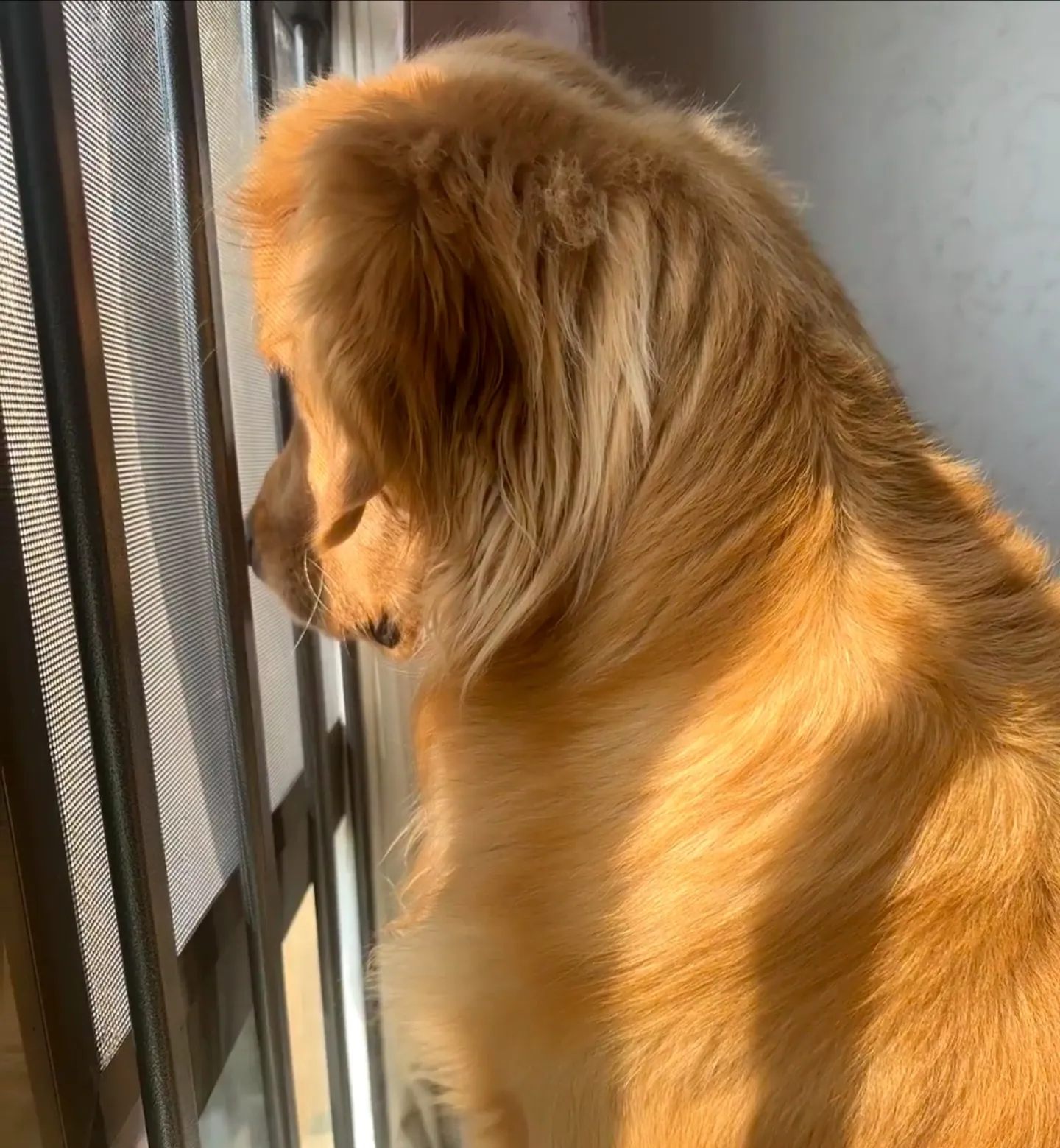 金毛犬在楼里图片小狗蹲在门口望眼欲穿图片摸着金毛看电视图片搞笑