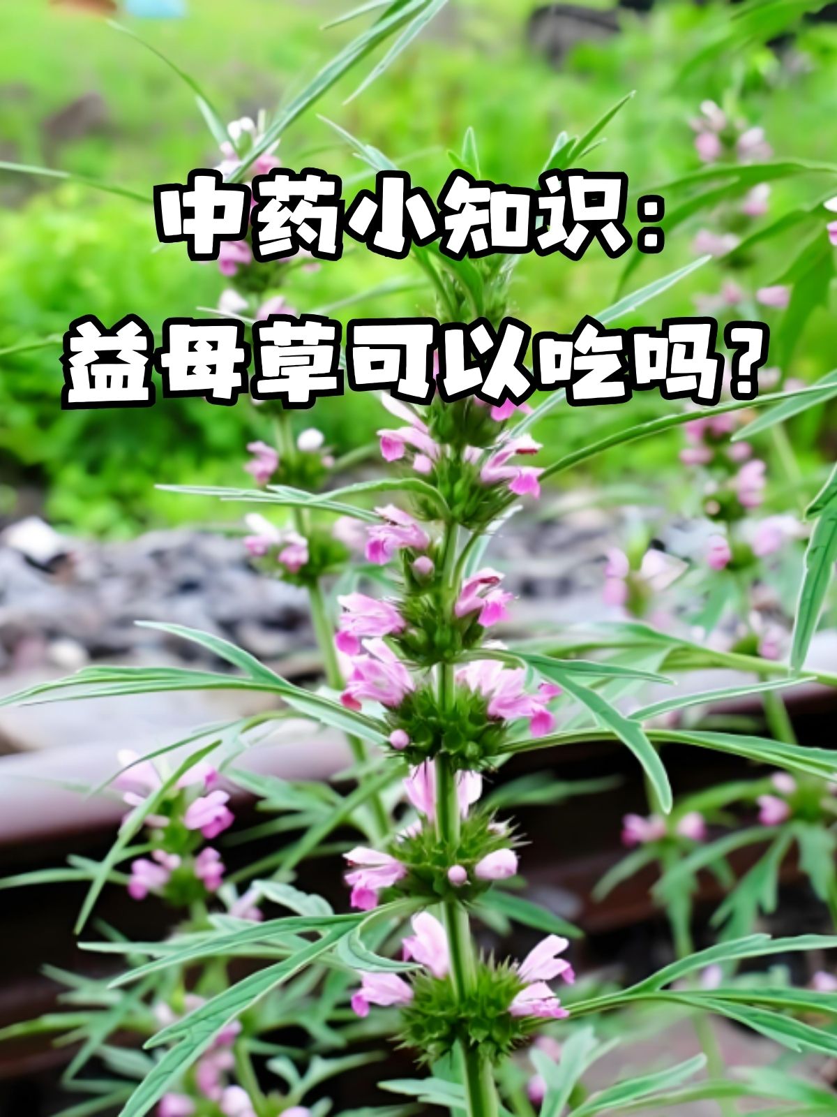 益母草,这个名字大家可能并不陌生,但是对于它能不能吃,很多人却心存