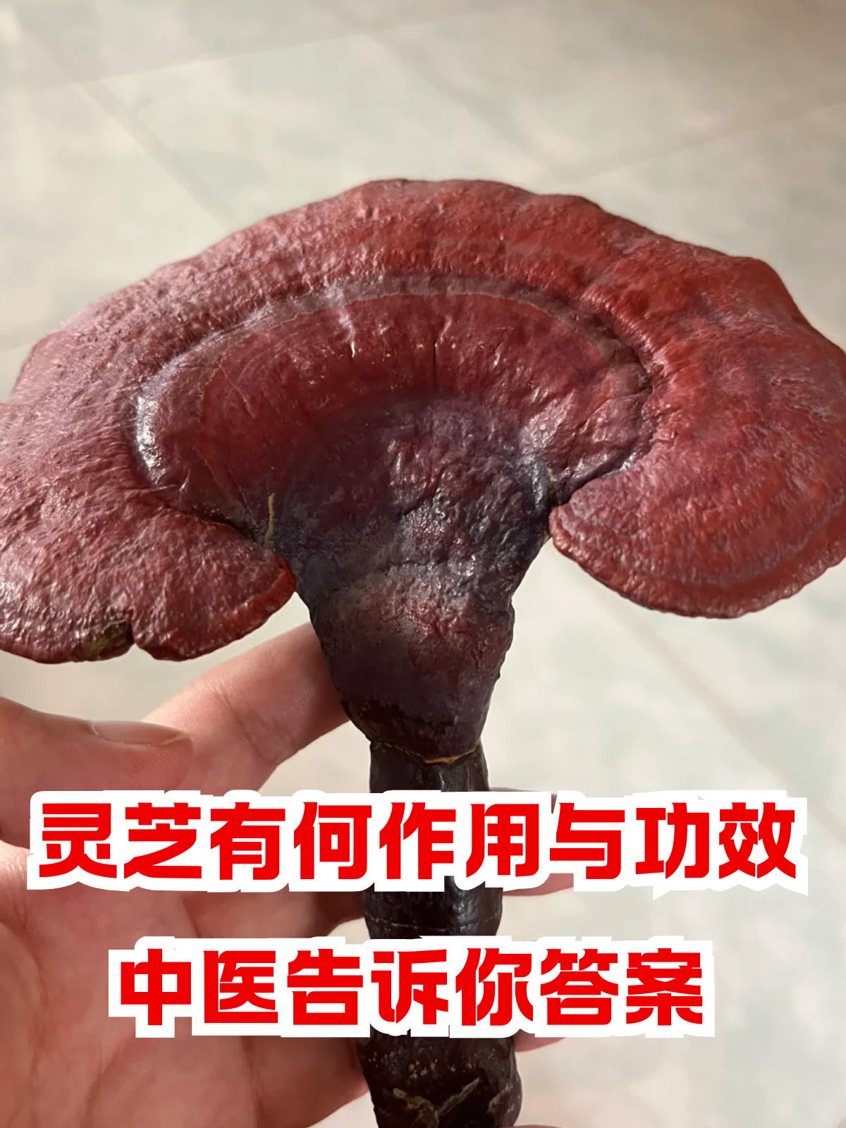 灵芝有何作用与功效,中医告诉你答案 灵芝作为传统名贵中药材,在养生