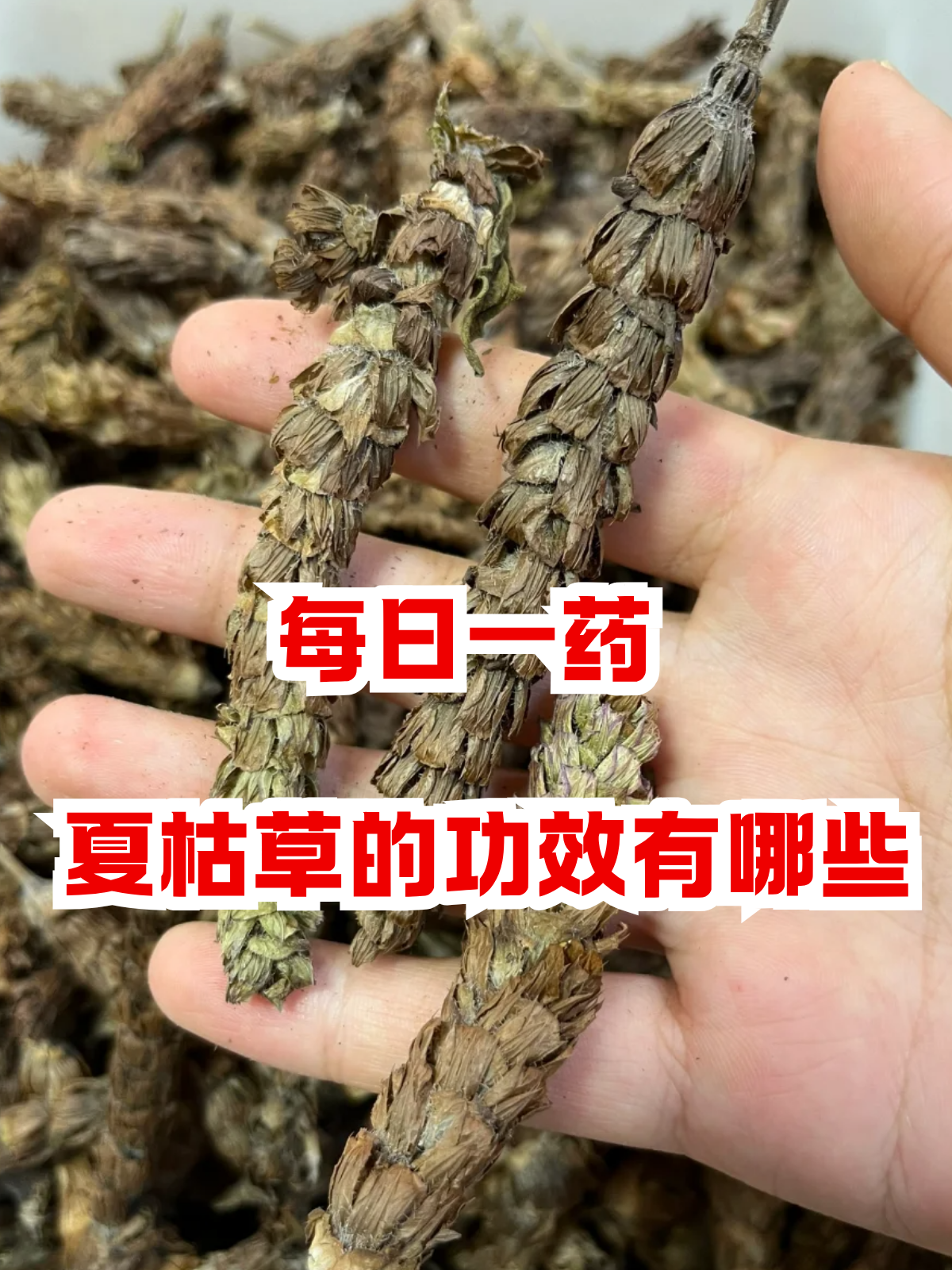 每日一药夏枯草的功效有哪些 在中药材的宝库中,夏枯草虽不像一些常见