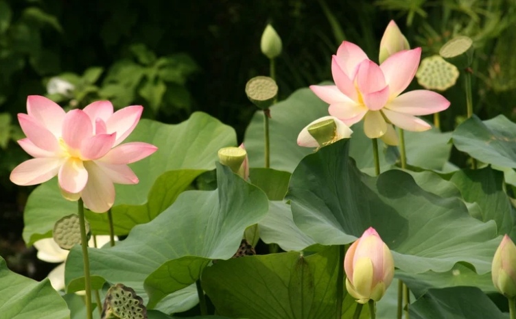 荷花像一位亭亭玉立的少女,在微风中翩翩起舞,美丽极了,宛如仙子降临