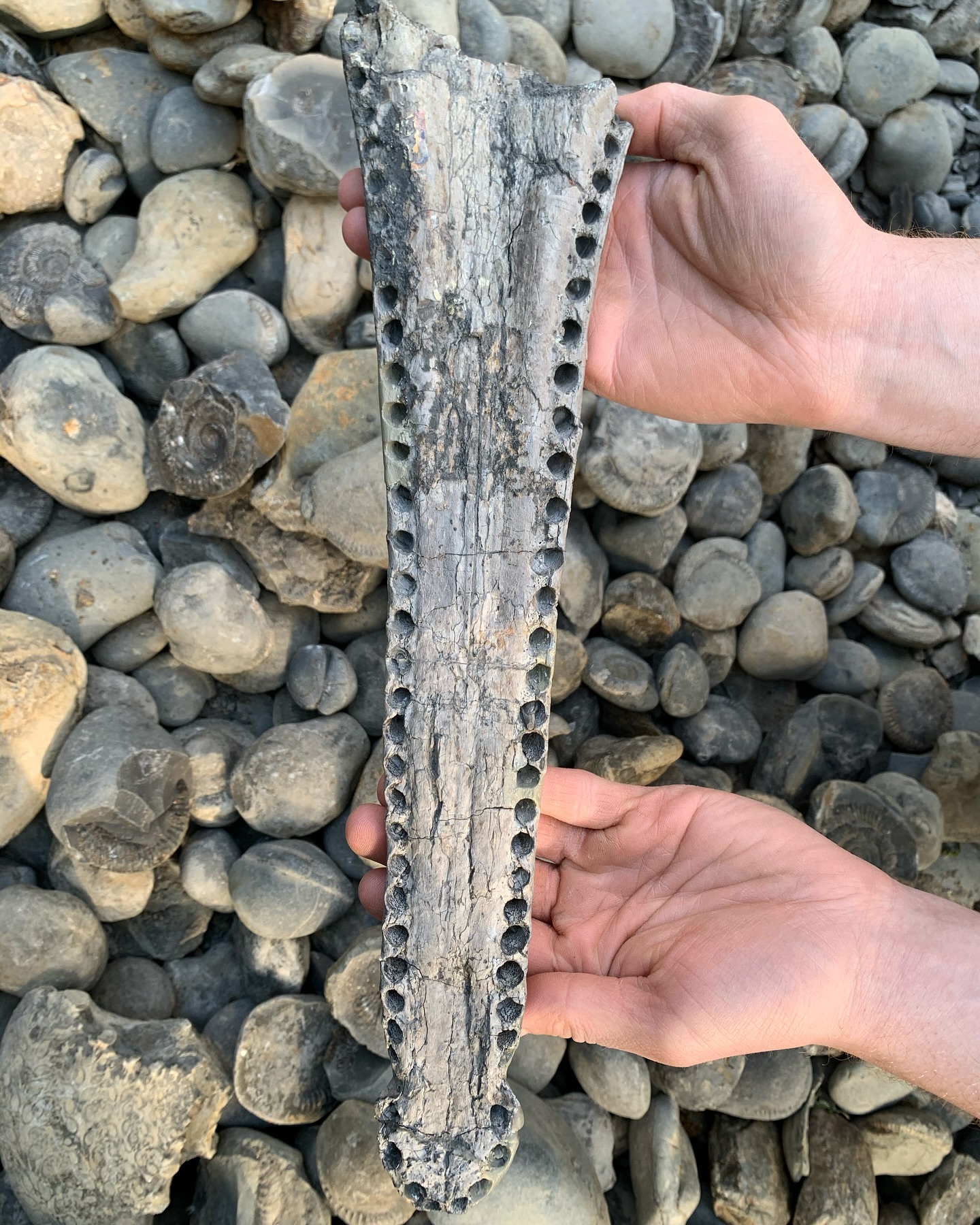 美丽的化石标本:鳄鱼的下颚和鱼龙的化石#鳄鱼# #鱼龙