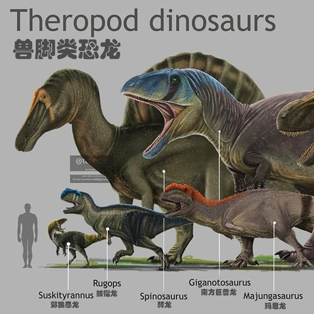 该图片直观地展示了各种兽脚类恐龙的大小对比,突显了它们在体型和