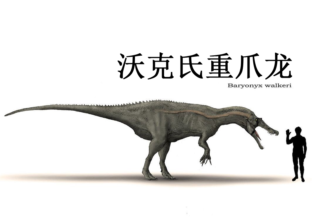 沃克氏重爪龙 baryonyx walkeri