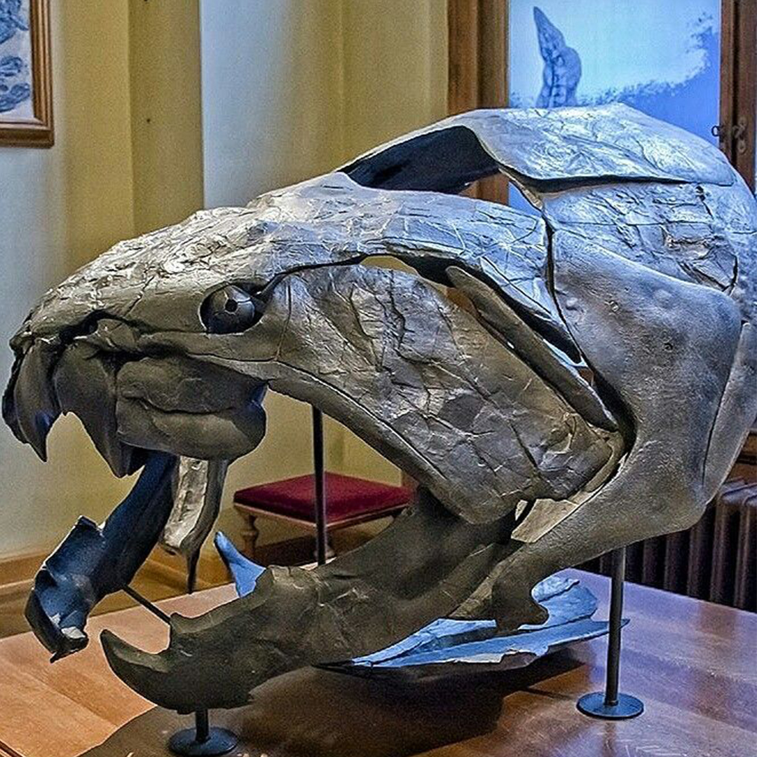 邓氏鱼体长最大可达 3