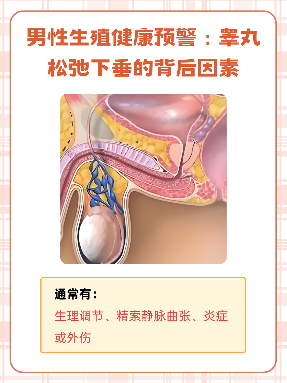 下垂男性正常阴囊正常阴囊下垂睾丸下垂松弛怎么回事男性正常小男孩的
