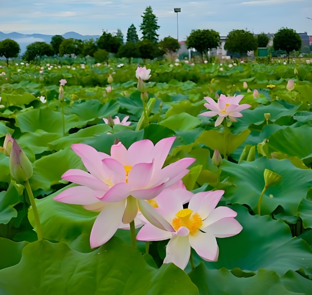 萍乡莲花天气预报