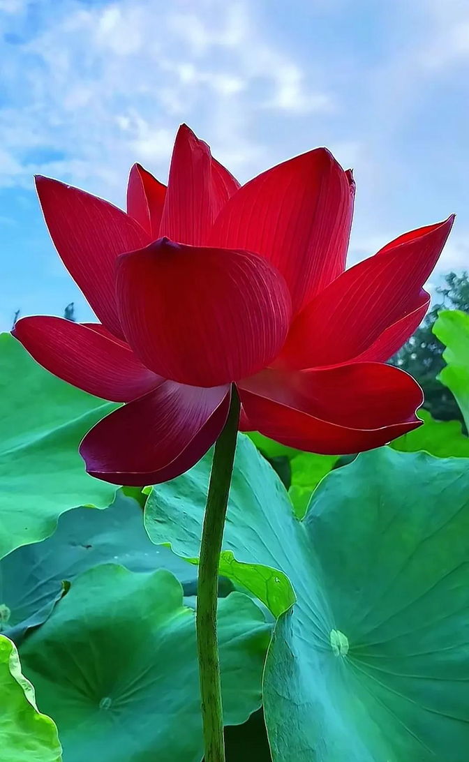 很多人都没亲眼见过真正的红色荷花,那可得好好瞧瞧夏日里的红荷花有