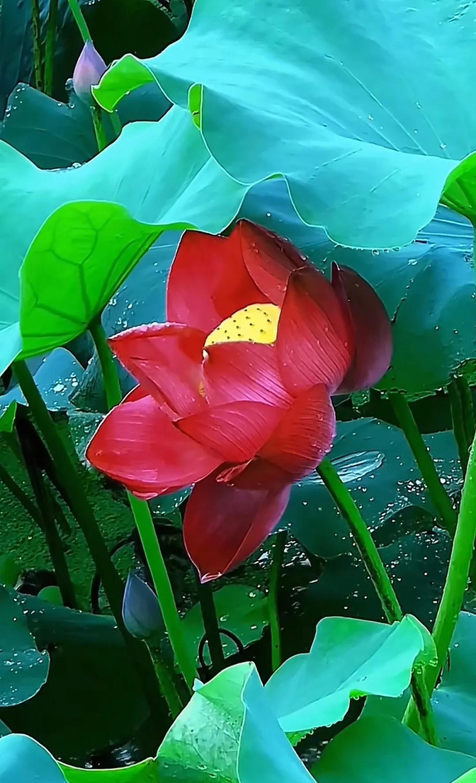 很多人都没亲眼见过真正的红色荷花,那可得好好瞧瞧夏日里的红荷花有